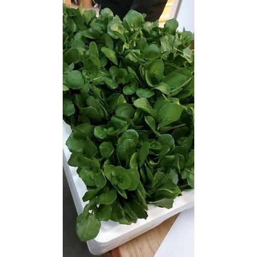 新鲜西洋菜 500g