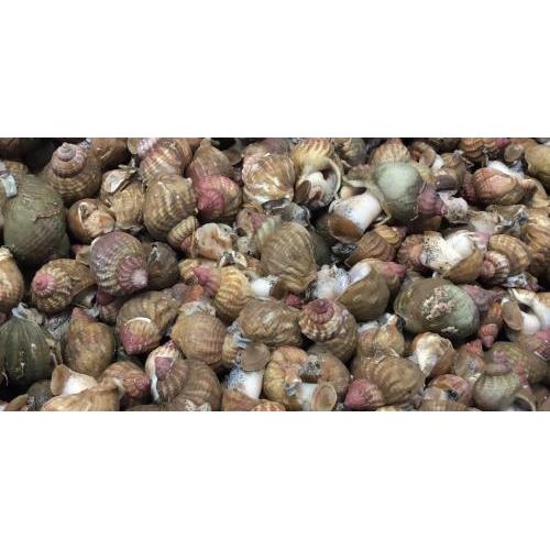 预订  新鲜 东风螺 一份约1kg   周六配送