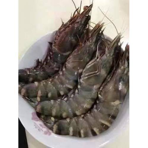 预订 冰鲜 老虎虾 1只 £39/ kg （按实际重量计算价格），每周六 配送