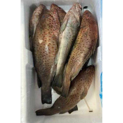 预订海鲜  新鲜石斑鱼 一条 £16.80/kg 按实际重量计算价格  9月18日-19日 配送