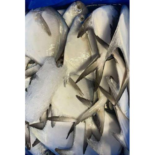 预订海鲜 冰鲜银（白）鲳鱼 1条／约300g (£26.80/kg)按实际重量计算价格 9月18日-9月19日 配送