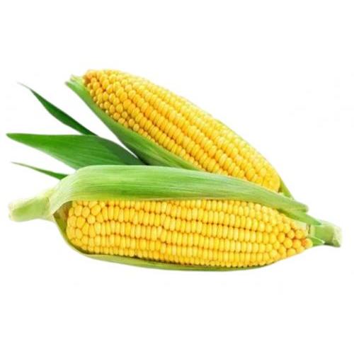 新鲜甜玉米 2根