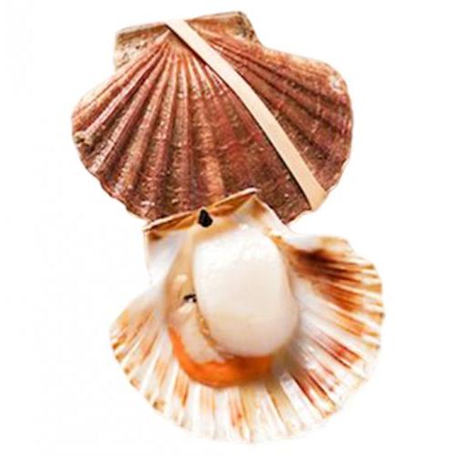 新鲜 带子/扇贝  1个