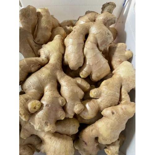 新鲜 生姜 1箱约10kg