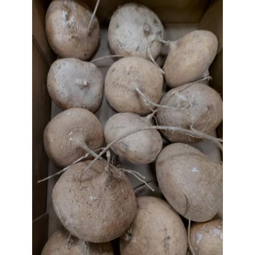 新鲜 沙葛/凉薯 （大） 1个约1kg （£6.49/kg） 按实际重量计算价格