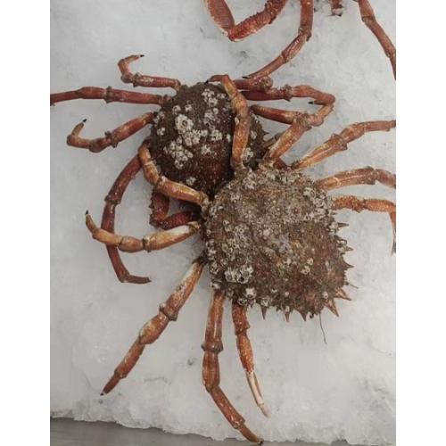 预订海鲜 蜘蛛蟹一只  £12/KG 按实际重量计算价格  6月12日（周三） 配送