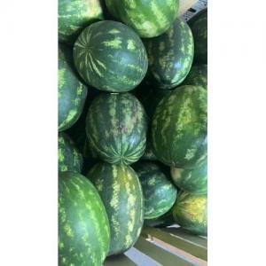 土耳其 超甜大西瓜（黑籽）  1个 (£1.69/kg)