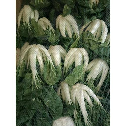 新鲜白菜 1箱约6kg
