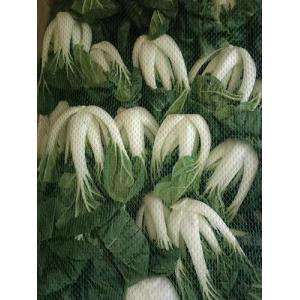 新鲜白菜 1箱约6kg