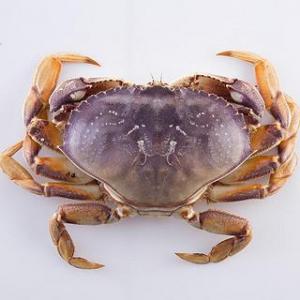 预订海鲜 加拿大 蟹一只（约1-1.3KG左右/只）£46/KG (按实际重量计算价格） 5月10日（周六）配送