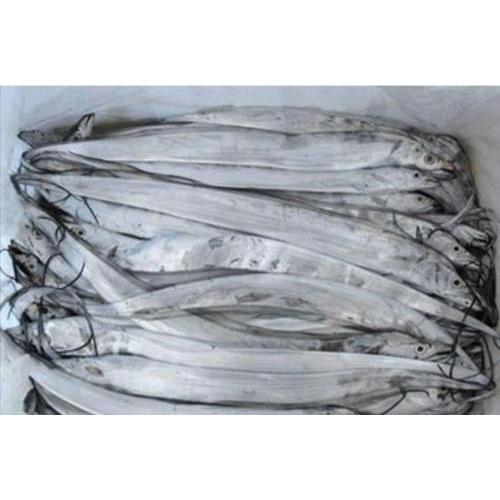 预订海鲜 冰鲜 带鱼1条 £ 18.5/KG （按实际重量计算价格）每周三和周六 配送