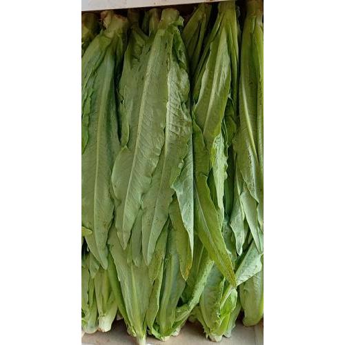 新鲜 油麦菜 1份约1kg 