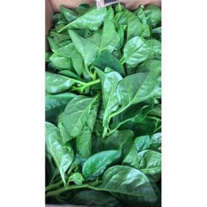 新鲜 潺菜/木耳菜 500g