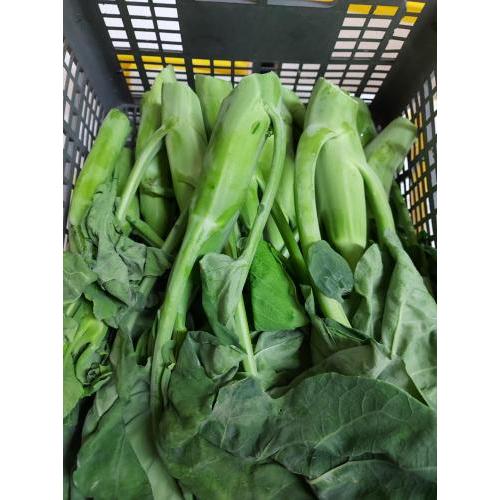 新鲜 本地芥兰（粗）1kg