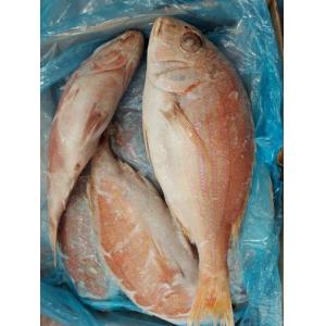 冷冻 野生红鲷鱼 500-800g 1箱约10kg