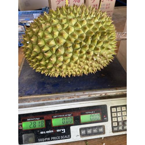 新鲜 榴莲 1个  2.81kg (£18.49/kg）