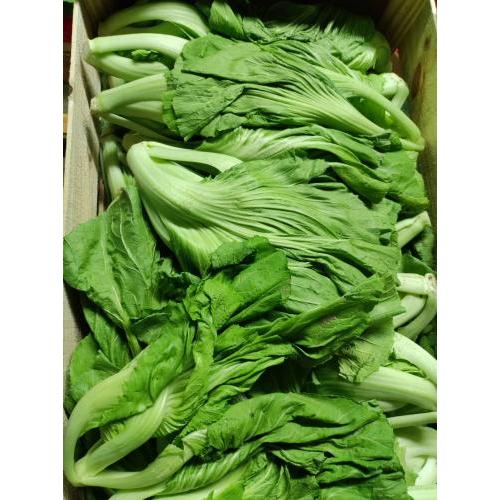 新鲜 芥菜  1份约1kg 中等大小