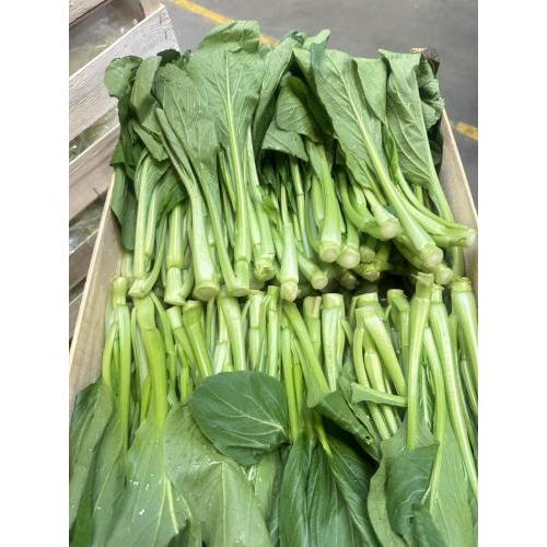 新鲜 甜菜心 2kg