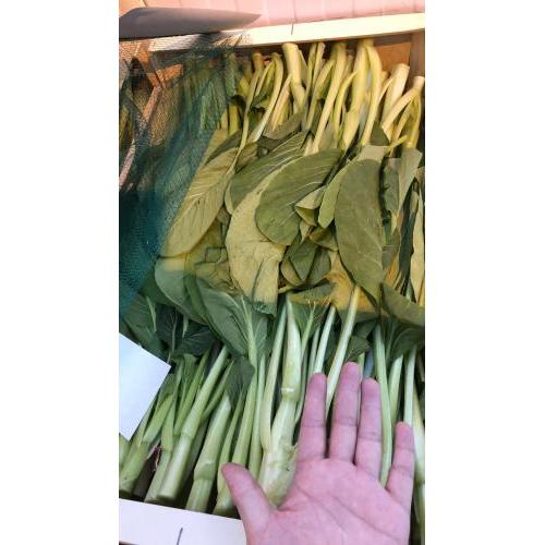 新鲜 菜心 500g