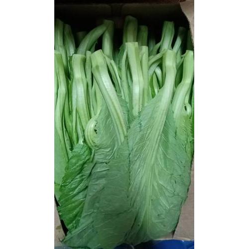 本地农场靓芥菜 1箱约2kg