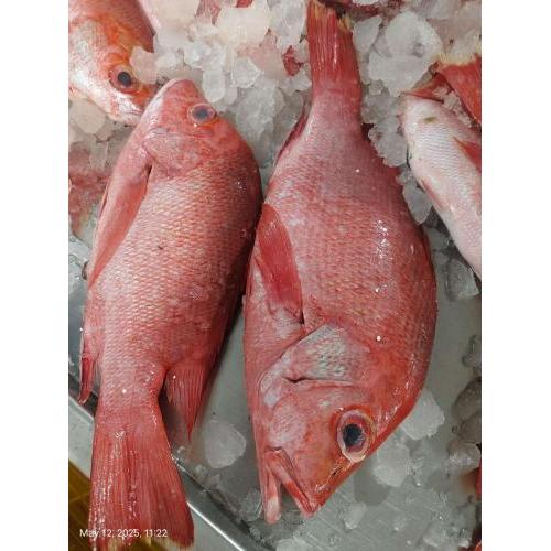 预订 新鲜 红鲷鱼1条  £19/公斤， 按实际重量计算价格 周三和周六 配送