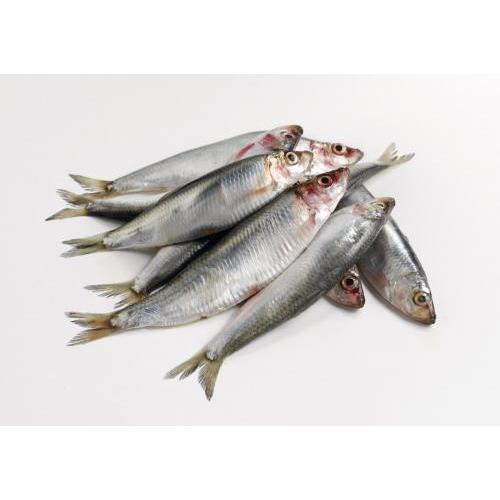 冷冻 鲱鱼 1kg （适合煎炸，烧烤）