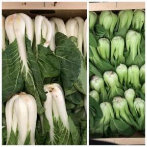 周日赠品（购满£40.00，赠送一份）白菜约500g+上海青约500g (只限 06/07/2025 配送的订单）