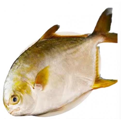 冷冻大条金鲳鱼 1条约800g