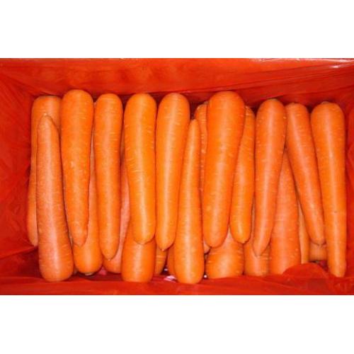 新鲜 大红萝卜 1份约1kg