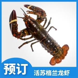 预订 特价 龙虾 1只 约 550-700g  周三 13/08/2025 配送
