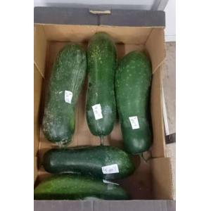 特价 新鲜本地农场大节瓜  1个   (现价￡2.99/kg ,原价￡4.79/kg) 请点选规格內的重量加入购物车