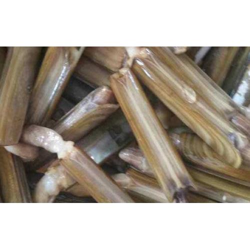 预订 新鲜 蛏子（中）约1KG/份 每周三，六日配送