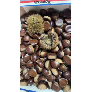 新鲜栗子/板栗 （比较大粒） 1份约400g