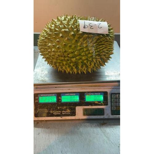 新鲜 榴莲 1个 2.39KG £16.99/kg