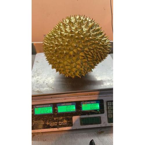 新鲜 榴莲 1个 2.02KG £16.99/kg