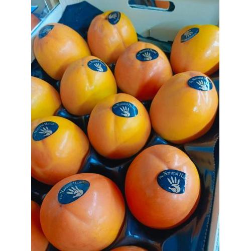 新鲜 大个柿子 1箱约16个