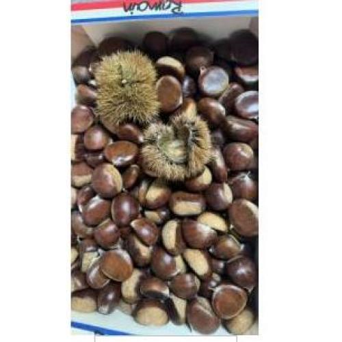 新鲜栗子/板栗 （比较大粒） 1份约500g