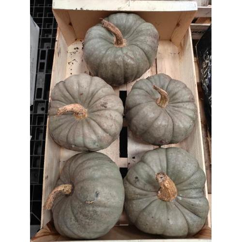 青皮南瓜 1个  （£2.49/kg)   请点选规格內的重量加入购物车