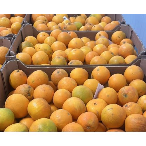 新鲜 甜橙 约1kg (3到5个）