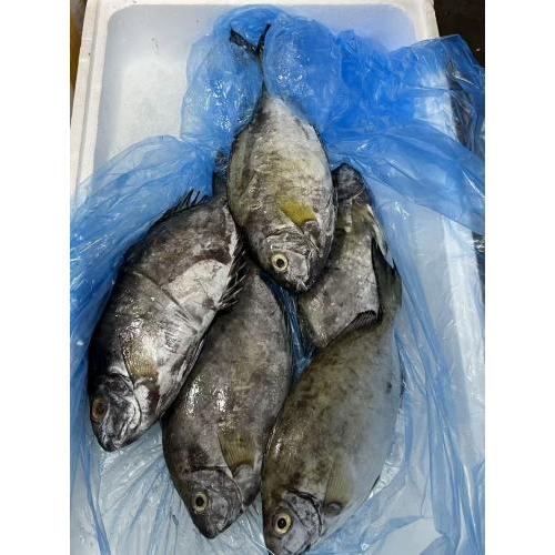 预订 冰鲜 泥檬鱼 1KG左右 £17.80/KG（按实际重量标价）每周六和周日 配送