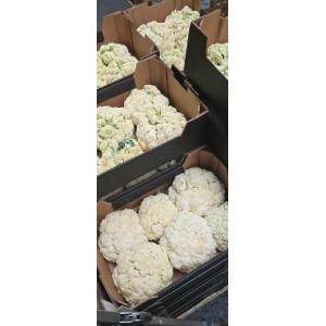 预订 新鲜散花菜 1箱约5kg 周二开始配送