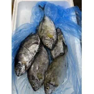 预订 冰鲜 泥檬鱼 1KG左右 £17.80/KG（按实际重量标价）每周六和周日 配送