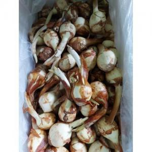 新鲜 茨菇 1份约1kg