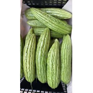 新鲜苦瓜 1份约2kg